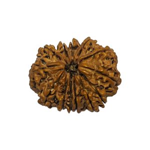 13 mukhi Nepali Rudraksha 36.9mm