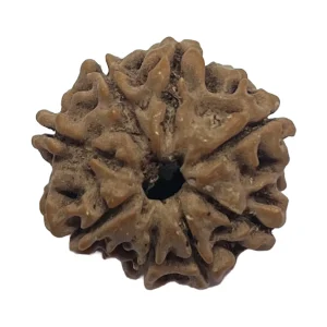 8 Mukhi Natural Rudraksha Bead from Nepal | 20.8mm