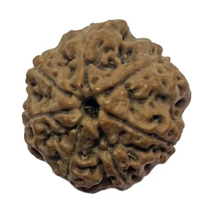 19-7 mukhi Nepali Rudraksha 21.1mm 7 Mukhi Natural Rudraksha Bead from Nepal | 21.1mm