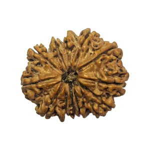 13 Mukhi Natural Rudraksha Bead from Nepal | 32.8mm