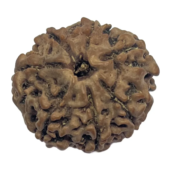20-7 mukhi Nepali Rudraksha 24.9mm 7 Mukhi Natural Rudraksha Bead from Nepal | 24.9mm