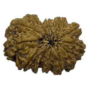 24-12 mukhi Nepali Rudraksha 28.2mm 12 Mukhi Natural Rudraksha Bead from Nepal | 28.2mm