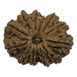 25-11 mukhi Nepali Rudraksha 28.5mm 11 Mukhi Natural Rudraksha Bead from Nepal | 28.5mm