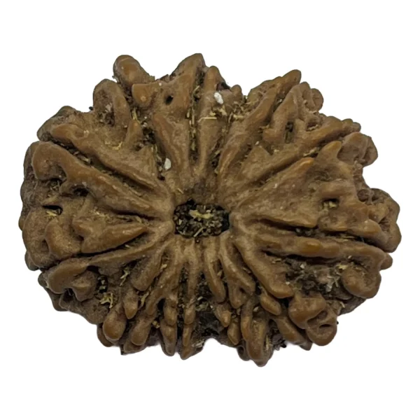 25-11 mukhi Nepali Rudraksha 28.5mm 11 Mukhi Natural Rudraksha Bead from Nepal | 28.5mm