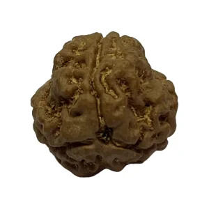 28-3 mukhi Nepali Rudraksha 17.7mm 3 Mukhi Natural Rudraksha Bead from Nepal | 17.7mm