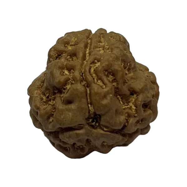 28-3 mukhi Nepali Rudraksha 17.7mm 3 Mukhi Natural Rudraksha Bead from Nepal | 17.7mm
