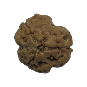 29-3 mukhi Nepali Rudraksha 17.5mm 3 Mukhi Natural Rudraksha Bead from Nepal | 17.5mm