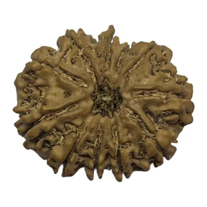 31-11 mukhi Nepali Rudraksha 29.68mm 11 Mukhi Natural Rudraksha Bead from Nepal | 29.68mm