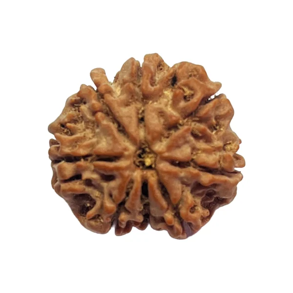 4-8 mukhi Nepali Rudraksha 22.3mm 8 Mukhi Natural Rudraksha Bead from Nepal | 22.3mm