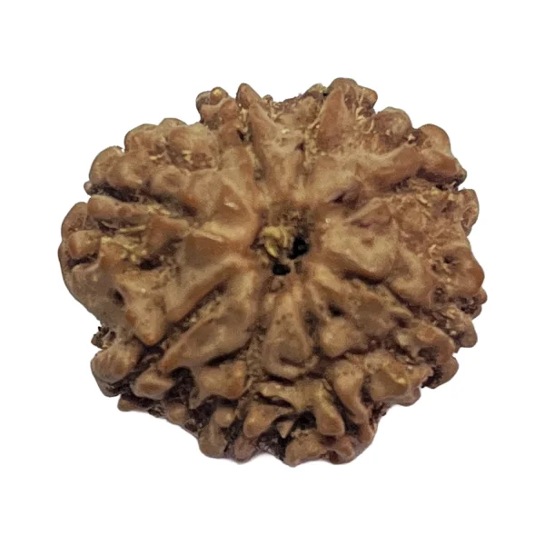 8 Mukhi Natural Rudraksha Bead from Nepal | 20.9mm