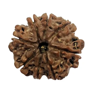 9-8 mukhi Nepali Rudraksha 21.5mm 8 Mukhi Natural Rudraksha Bead from Nepal | 21.5mm